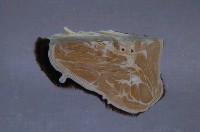 黑熊頸部藏品圖，第5張
